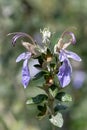 Tree germander teucrium fruticans flowers Royalty Free Stock Photo