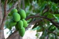 Close up tree with green mango fruit Royalty Free Stock Photo