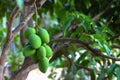 Close up tree with green mango fruit Royalty Free Stock Photo