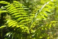 Closeup of tree of heaven green leaves with selective focus on foreground