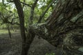 Pulau Rinca - Parc National Komodo - Dragon