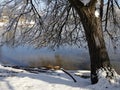 Tree with its branches and twigs covered with ice and snow by the pond Royalty Free Stock Photo