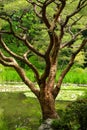 Close up of Tree in Japanese Garden in Kyoto Royalty Free Stock Photo