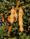 Close up of the tree known in the U.S./Mexico borderlands as desert ironwood or palo fierro Olneya tesota It is one of many wood