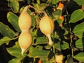 Close up of the tree known in the U.S./Mexico borderlands as desert ironwood or palo fierro Olneya tesota It is one of many wood