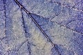 Close-up tree leaf. Mosaic pattern of plant veins and cells. Blue tinted background similar to a discharge of electricity or Royalty Free Stock Photo