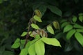 Close up tree leaf natural background photo