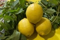 close-up: tree lemons and mint bunch on a yellow cutting board Royalty Free Stock Photo