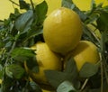 close-up: tree lemons and mint bunch on a yellow cutting board Royalty Free Stock Photo