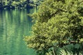 Close-up of a Green Tree Above the Surface of the Water - Lago di Levico Royalty Free Stock Photo