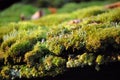 Close up of tree moss Royalty Free Stock Photo