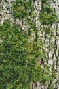 Close up from a tree with moss. Nature background Royalty Free Stock Photo