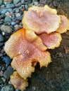 Close up tree mushroom photo