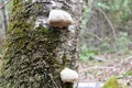 Close up of tree mushrooms on the trunk. Forest in the background Royalty Free Stock Photo