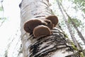 Close up of tree mushrooms on the trunk. Forest in the background Royalty Free Stock Photo