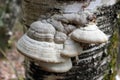 Close up of tree mushrooms on the trunk. Forest in the background Royalty Free Stock Photo