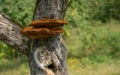 Close up of a tree with old bark and moss and special tree mushroom in green nature Royalty Free Stock Photo
