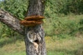 Close up of a tree with old bark and moss and special tree mushroom in green nature Royalty Free Stock Photo