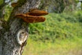 Close up of a tree with old bark and moss and special tree mushroom in green nature Royalty Free Stock Photo