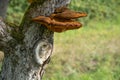 Close up of a tree with old bark and moss and special tree mushroom in green nature Royalty Free Stock Photo