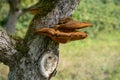 Close up of a tree with old bark and moss and special tree mushroom in green nature