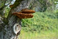 Close up of a tree with old bark and moss and special tree mushroom in green nature Royalty Free Stock Photo