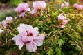 Close up of tree peony flowers in full bloom in spring garden at sunset. Floral background of pink blossom Royalty Free Stock Photo