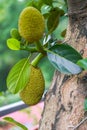Close-up of tree pineapple fruit bearing fruit on jackfruit tree Royalty Free Stock Photo