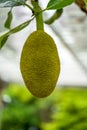 Close-up of tree pineapple fruit bearing fruit on jackfruit tree Royalty Free Stock Photo