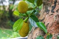 Close-up of tree pineapple fruit bearing fruit on jackfruit tree Royalty Free Stock Photo
