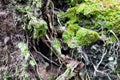 Close up of tree roots with ground and moss Royalty Free Stock Photo