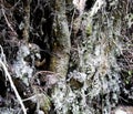 Close up of tree roots with ground and moss Royalty Free Stock Photo