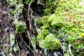 Close up of tree roots with ground and moss Royalty Free Stock Photo