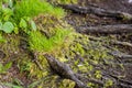 Close up of tree roots, moss and grass on a river or lake bank