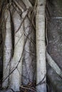 Close Up Of Tree Roots Royalty Free Stock Photo