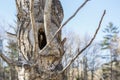 Close-up of tree`s bark with a hole inside, empty birds nest inside, nature concept Royalty Free Stock Photo