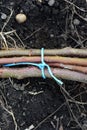 A close-up of tree saplings tied together ready for planting. A bundle of young tree sticks, twigs tied together