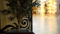 Close-up of tree in shopping center. Close - up of green small tree standing in pot inside shopping mall