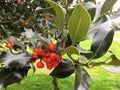 Close-up tree with small orange berries in the autumn