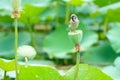 Sparrow and lotus seedpod Royalty Free Stock Photo