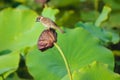 Sparrow and lotus seedpod Royalty Free Stock Photo