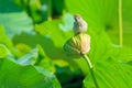 Sparrow and lotus seedpod Royalty Free Stock Photo