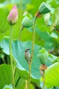 Sparrow and lotus seedpod Royalty Free Stock Photo