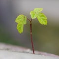 Close-up of a tree sprout