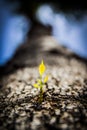 Close up tree sprouting new branch