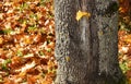 Autumn Maple leaves