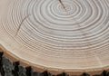 Concentric circles indicate the tree\'s age, with each ring representin Royalty Free Stock Photo