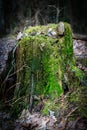 Close-up of a tree stump with green moss in the forest with sunlight.