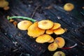 Close-up of a tree stump with a variety of small yellow mushrooms growing on its surface Royalty Free Stock Photo