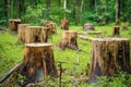 close-up of tree stumps in a deforested zone